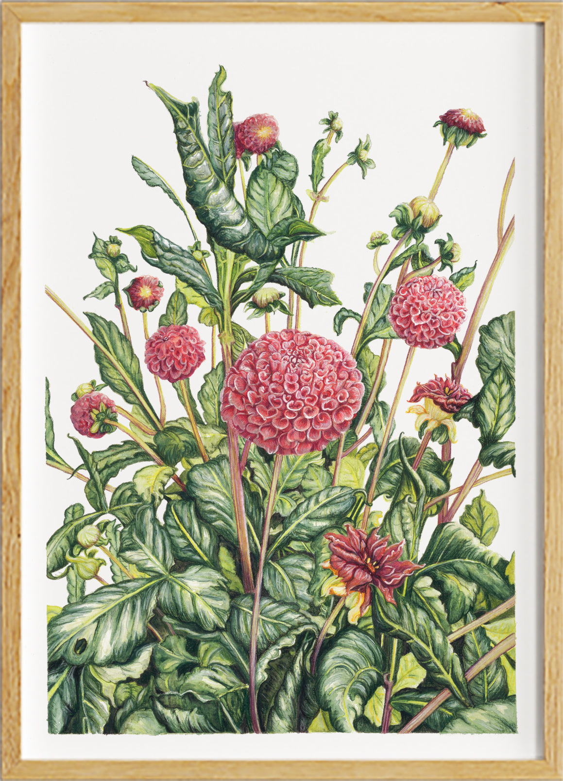 Lost in Dahlia - Limited Edition, Signed Print