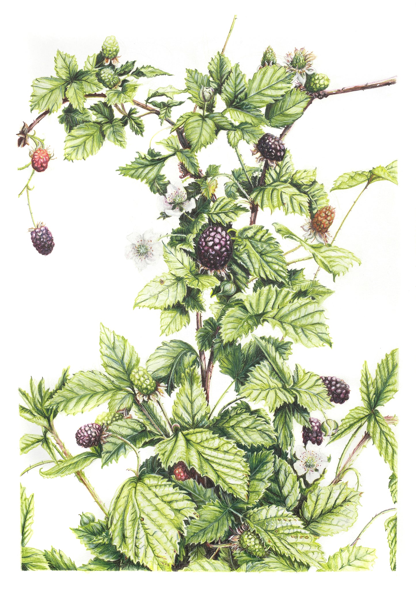 Lost in Wild Blackberry -  Limited Edition, Signed Print