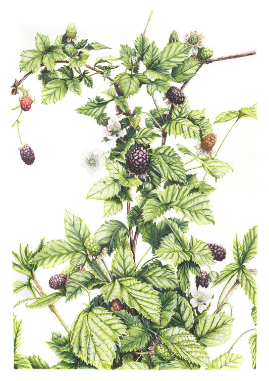 Lost in Wild Blackberry -  Limited Edition, Signed Print