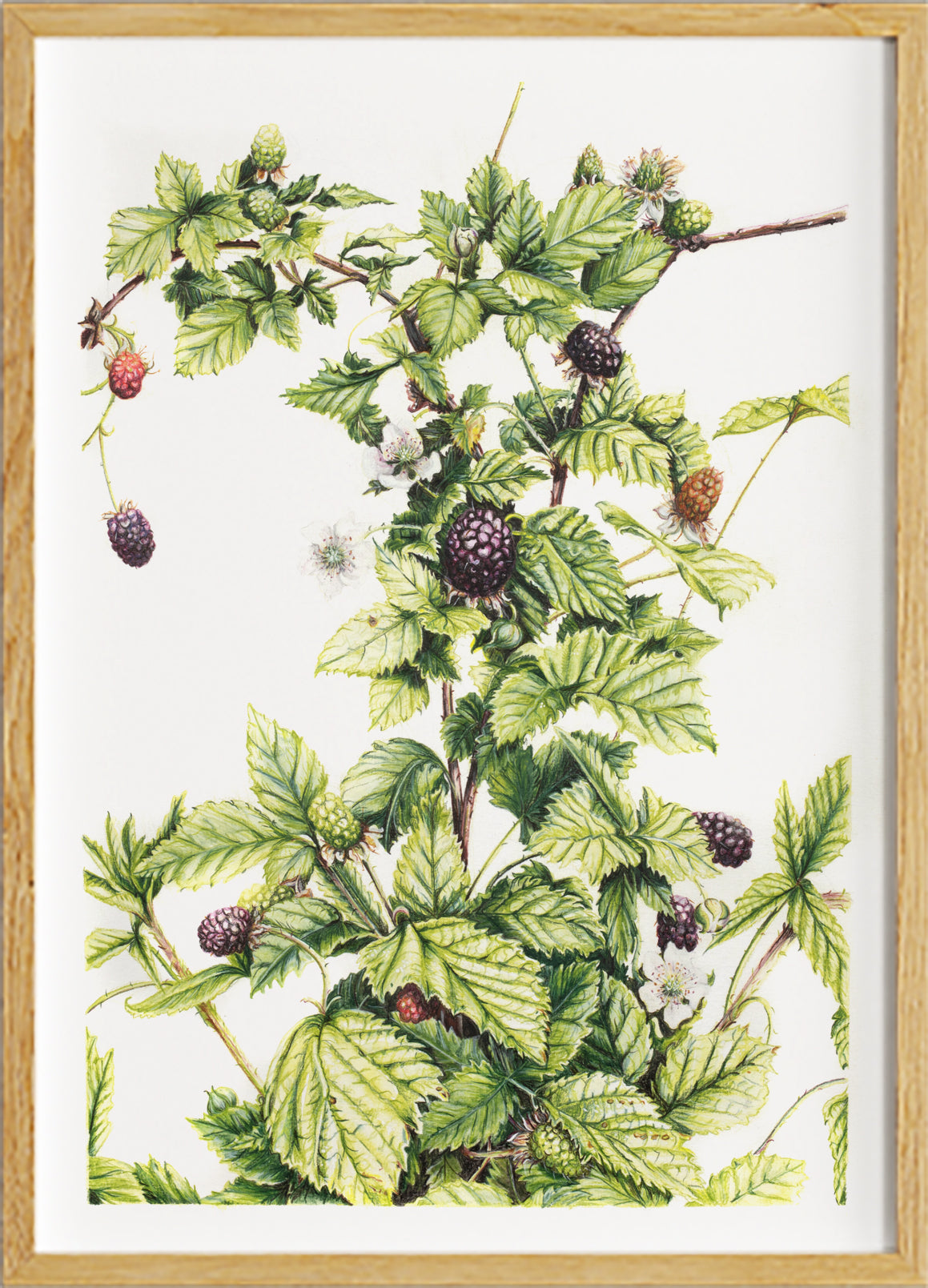 Lost in Wild Blackberry -  Limited Edition, Signed Print