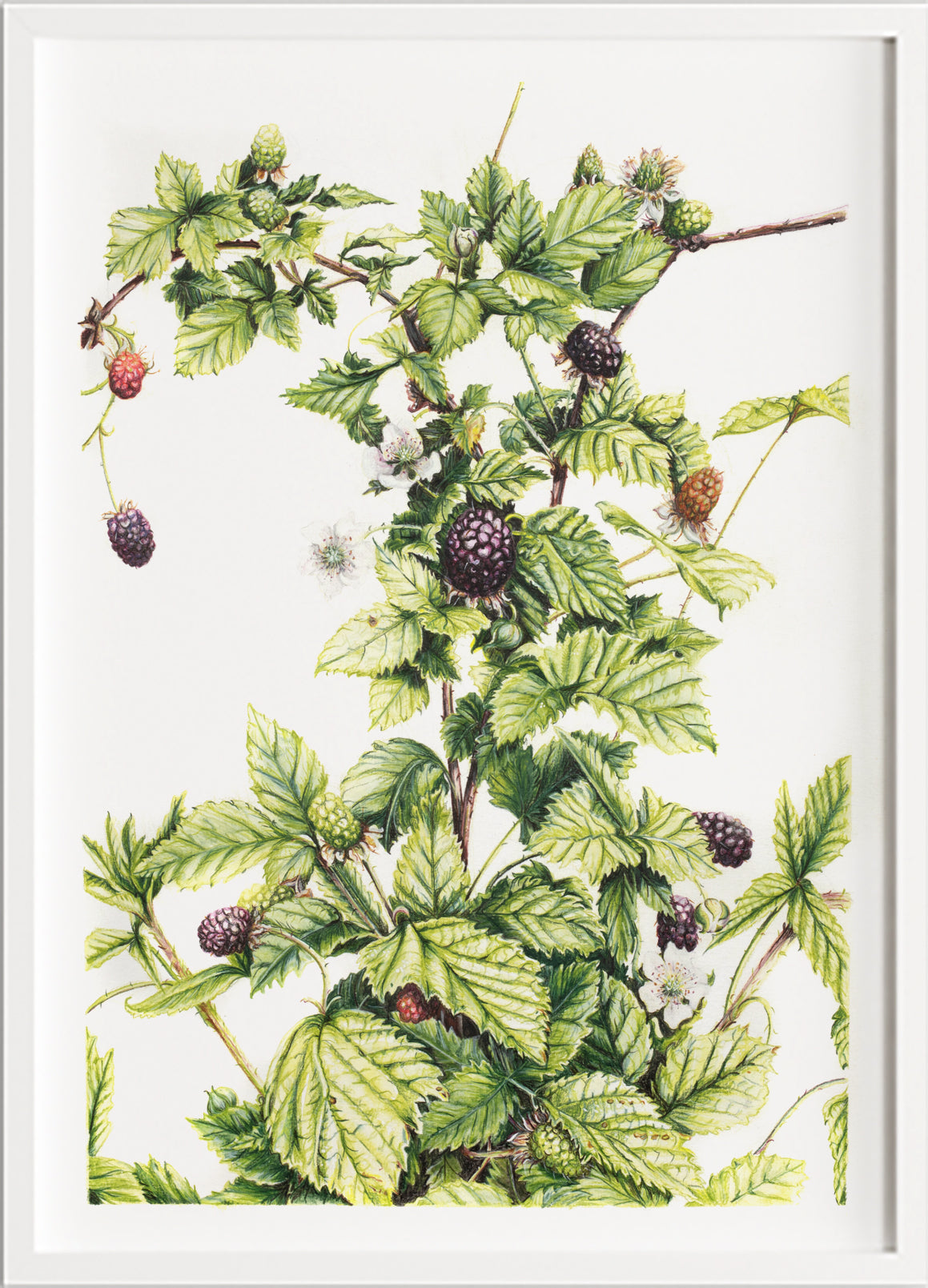 Lost in Wild Blackberry -  Limited Edition, Signed Print