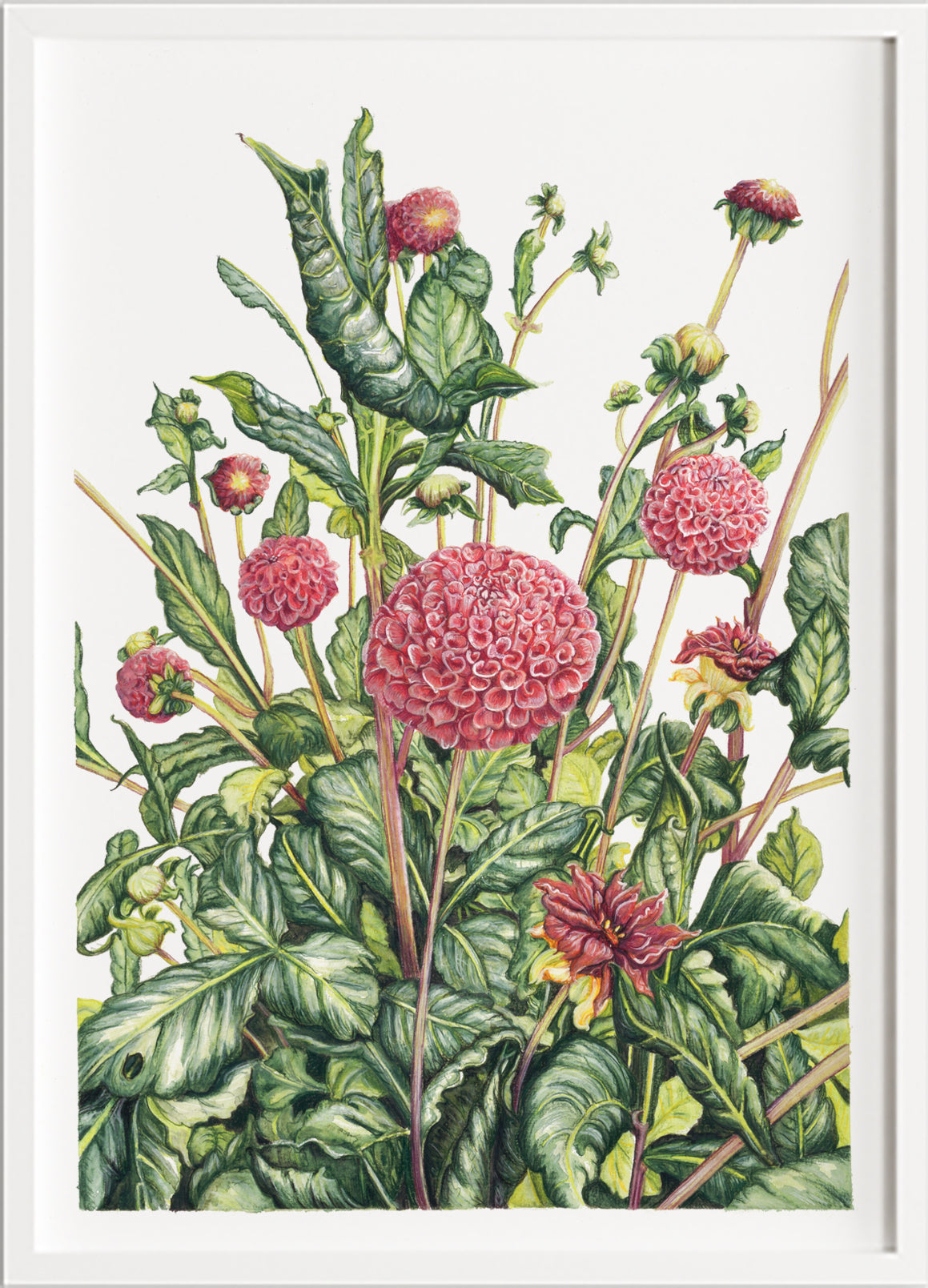 Lost in Dahlia -  Limited Edition, Signed  Print