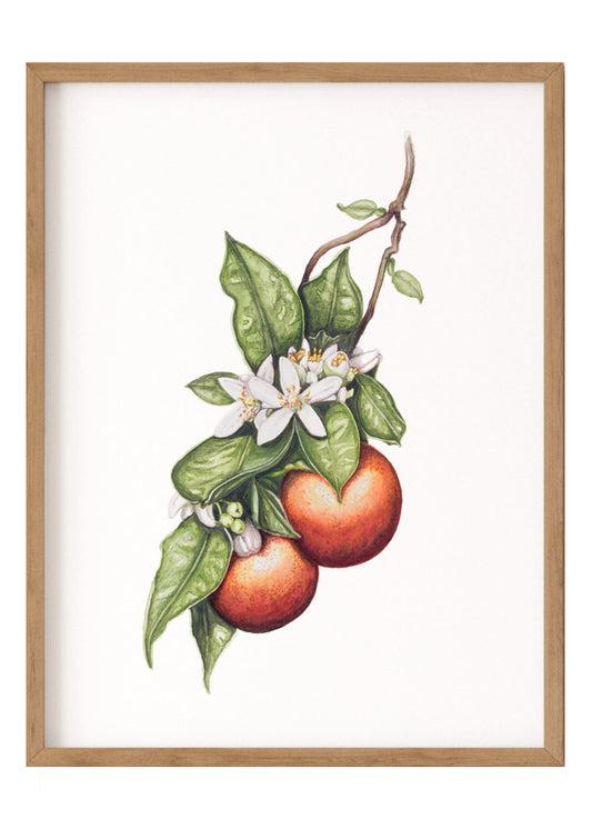 Love in Blood Orange - Limited Edition Print