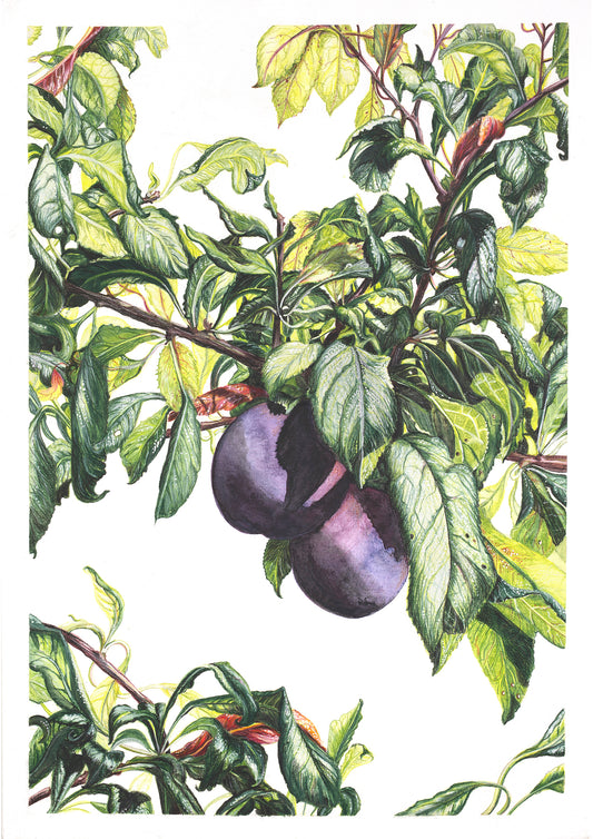 Lost in Black Doris -  Limited Edition, Signed Print