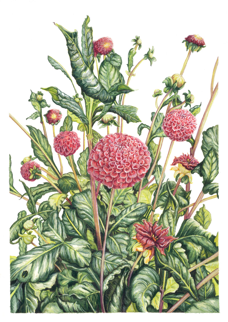 Lost in Dahlia -  Limited Edition, Signed  Print