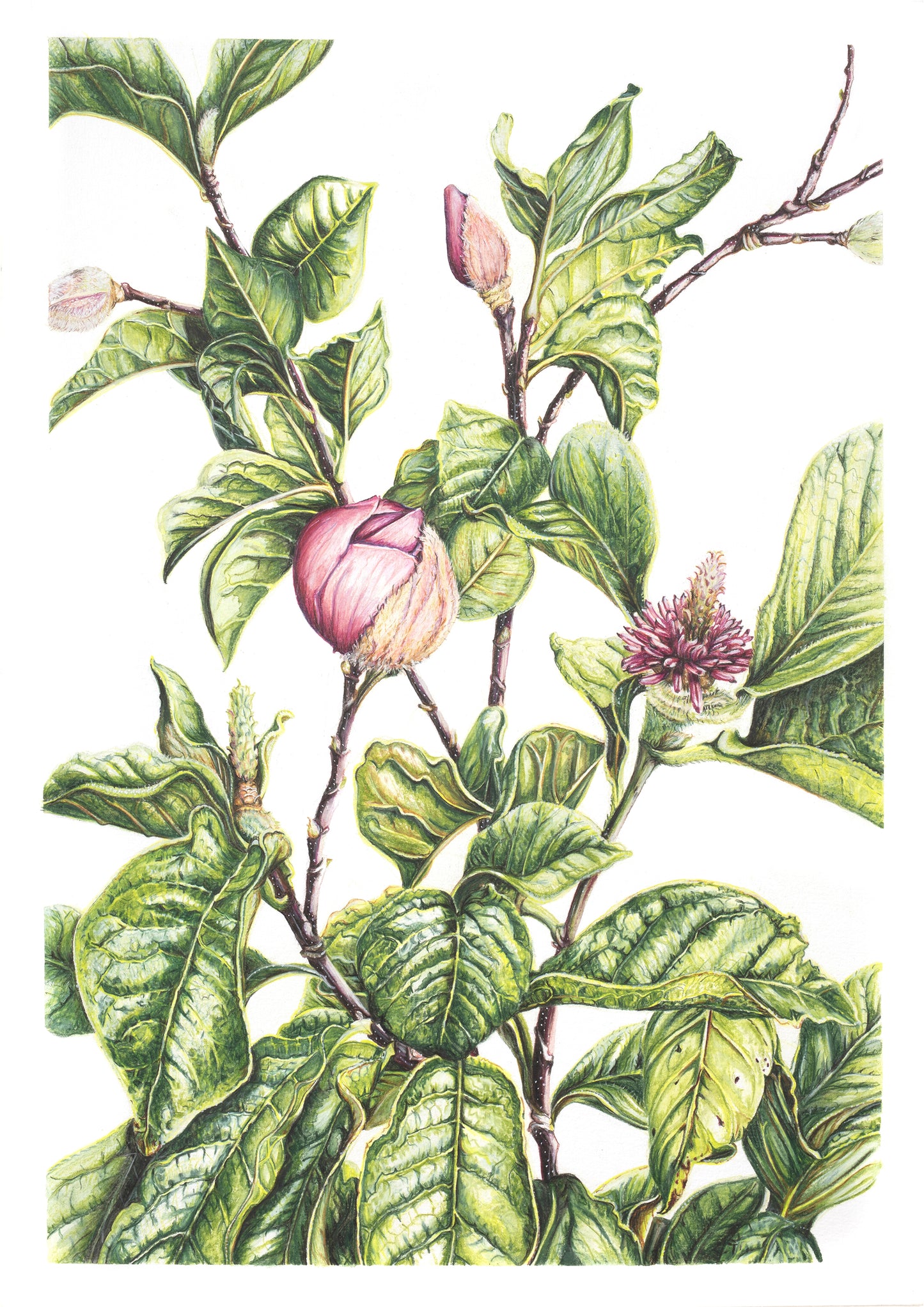 Lost in Magnolia -  Limited Edition, Signed Print