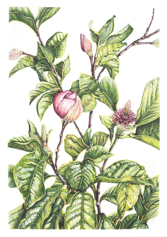 Lost in Magnolia -  Limited Edition, Signed Print